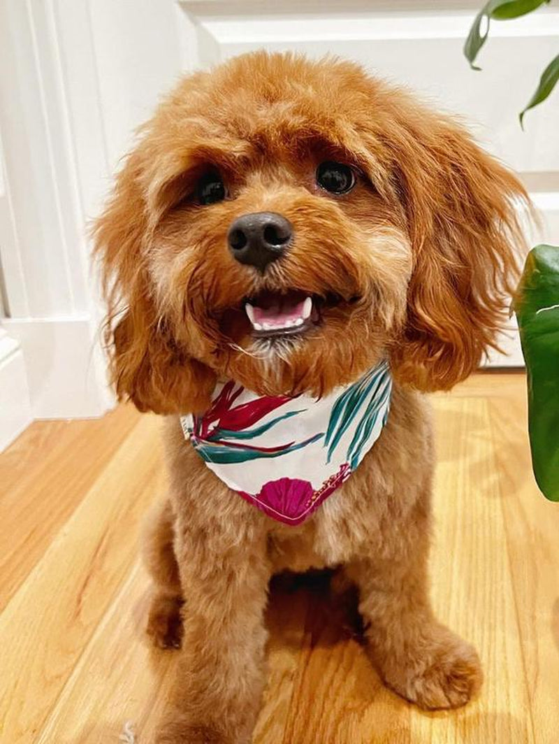 It’S Aloha Friday! Bandana