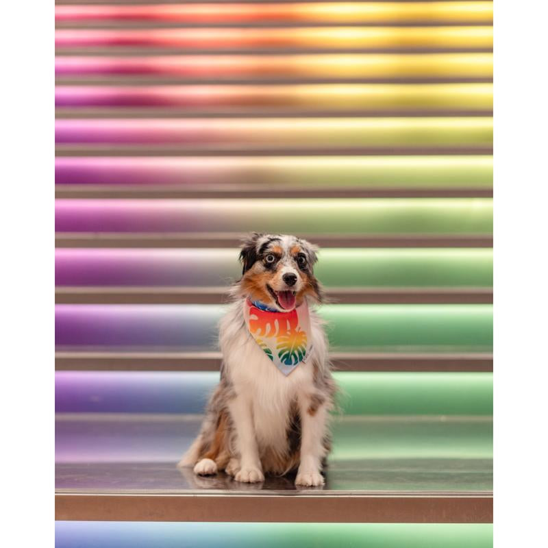 QUICK DRY BANDANA - RAINBOW MONSTERA