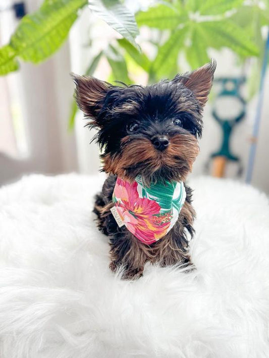 It’S Aloha Friday! Bandana